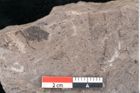Foto (Detailansicht) von Quercus lonchitoides Ettingshausen (NHMW-GEO-2024-0188-10178)